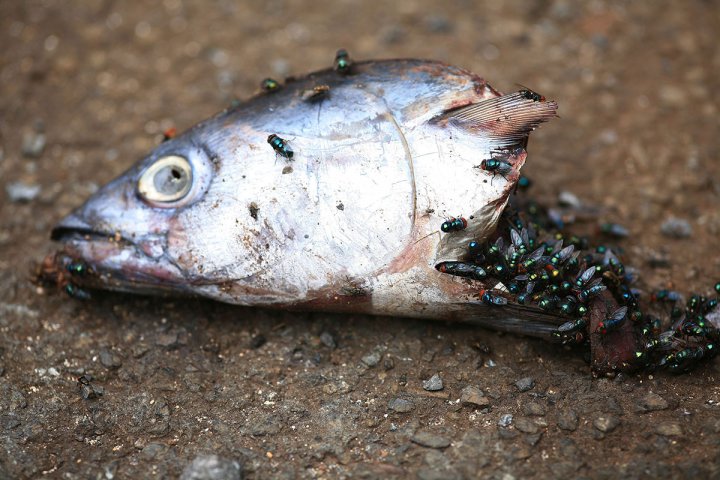 A Fish Rots from the Head